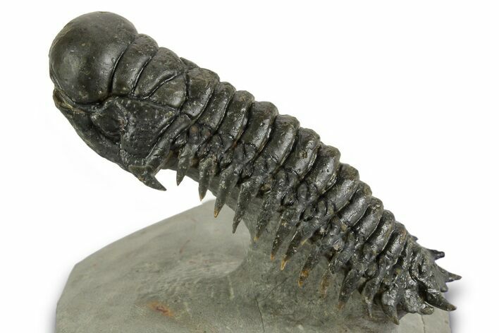 Flying Crotalocephalina Trilobite - Atchana, Morocco #359237
